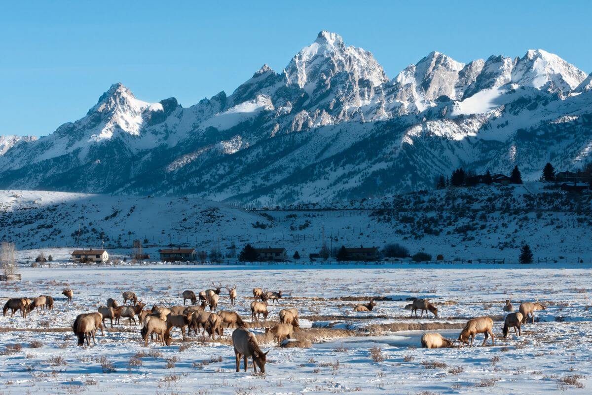 Elk grazing in the snow in Wyoming, with mountains in the background.