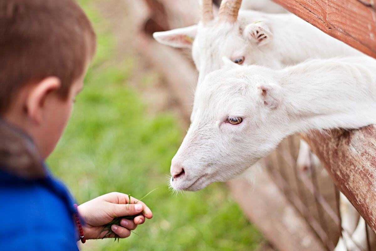 A boy feeding a white goat at ZooMontana.