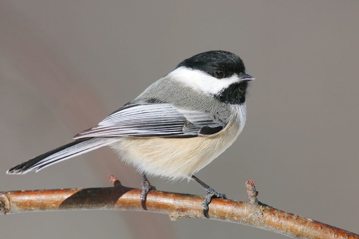 A close-up of a black-capped chickadee perched on a bare branch in Montana's wilderness.