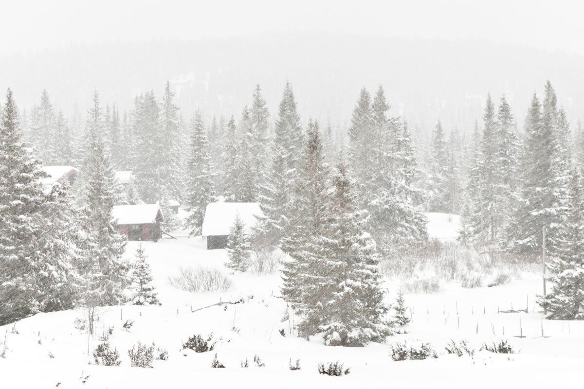 A snowy scene with trees and cabins in Montana.
