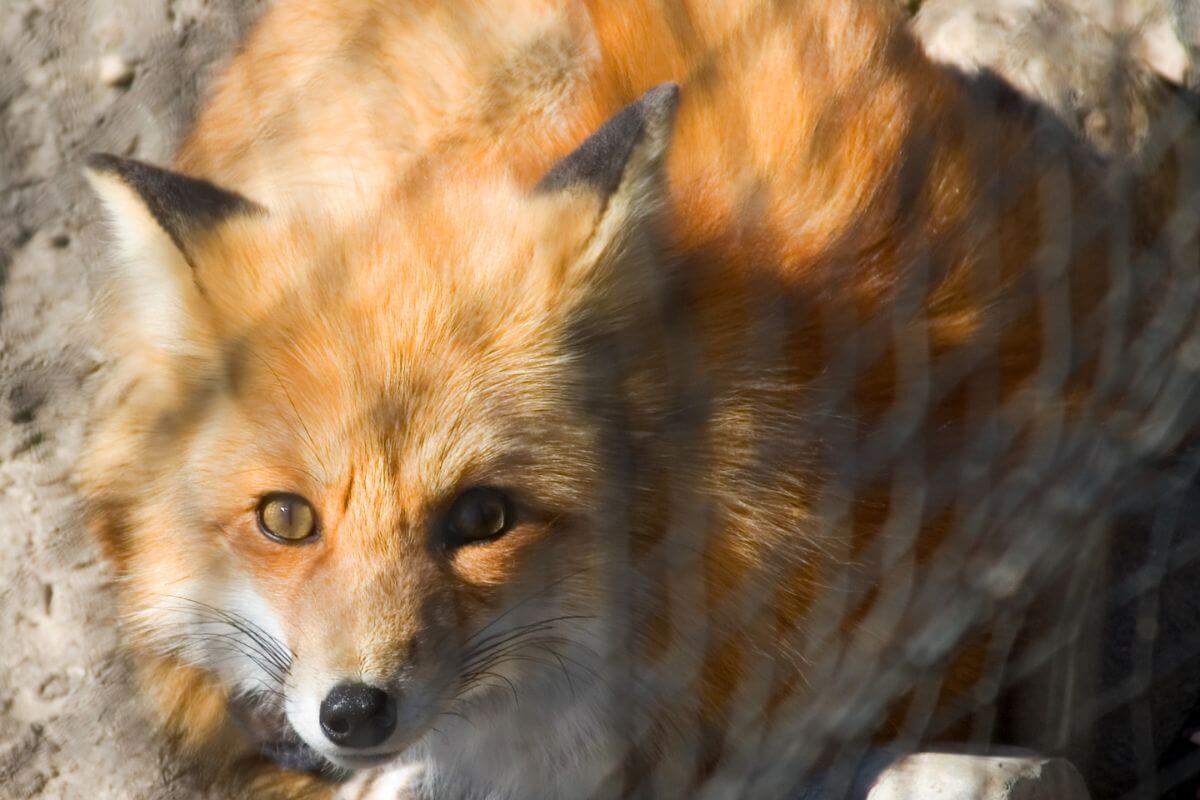 A close-up of a red fox's face and upper body, one of the species allowed for trapping in Montana.