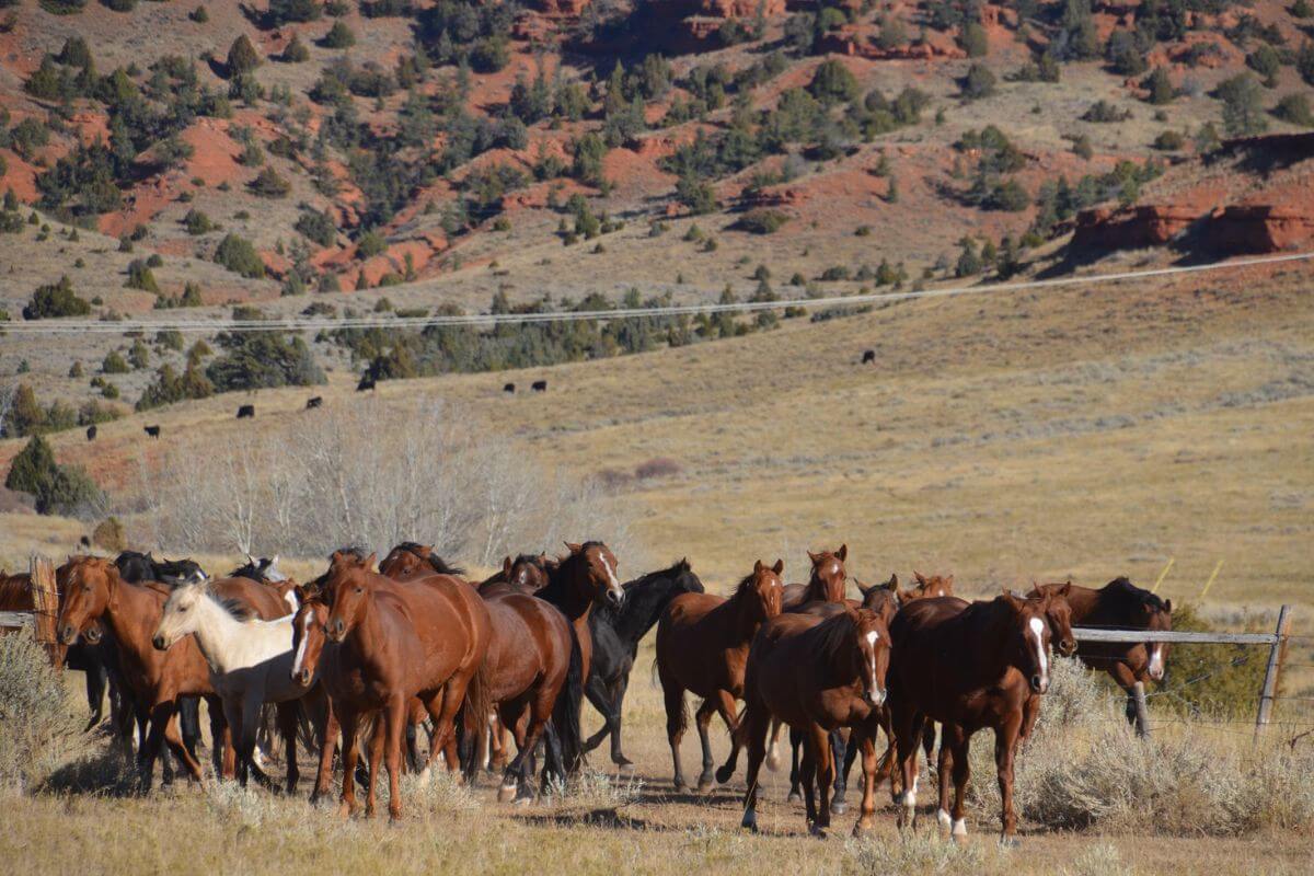 A group of horses, in shades of brown and black, stand in an open field at Dryhead Ranch. Hills and sparse trees are in the background.