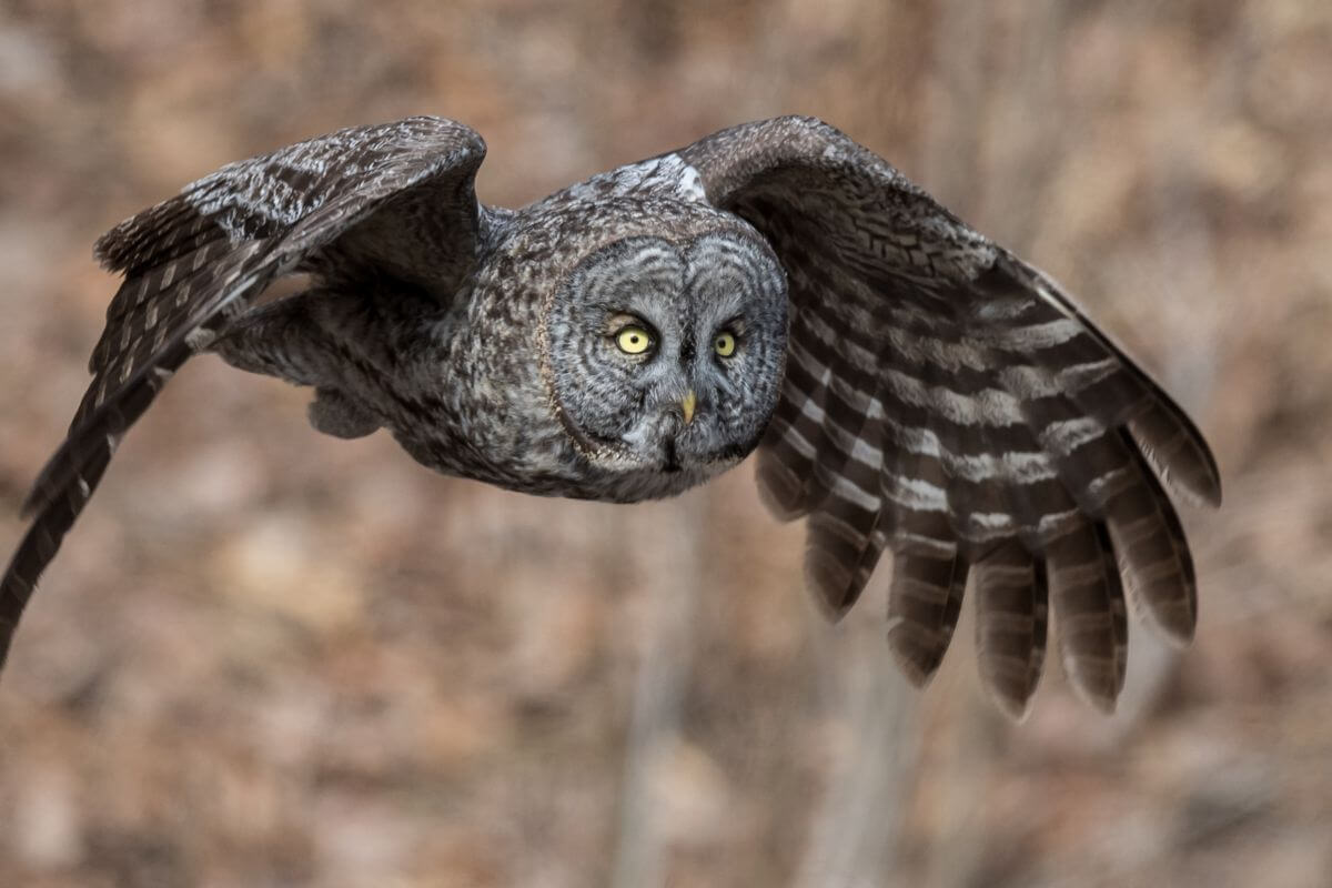 A great gray owl in flight showcases its widespread wings and intense yellow eyes.