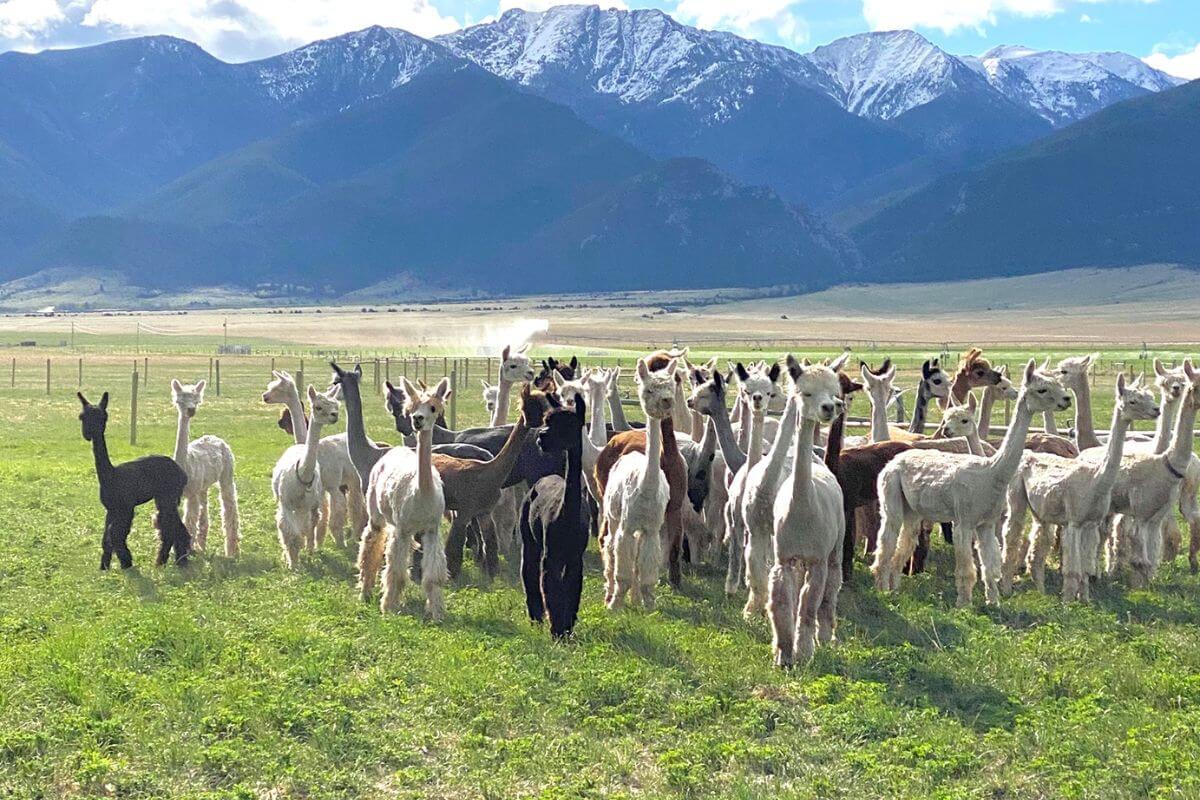 A herd of alpacas gathered on a green pasture at Heart & Soul Alpacas and Guest Cabins, a Montana alpaca farm.