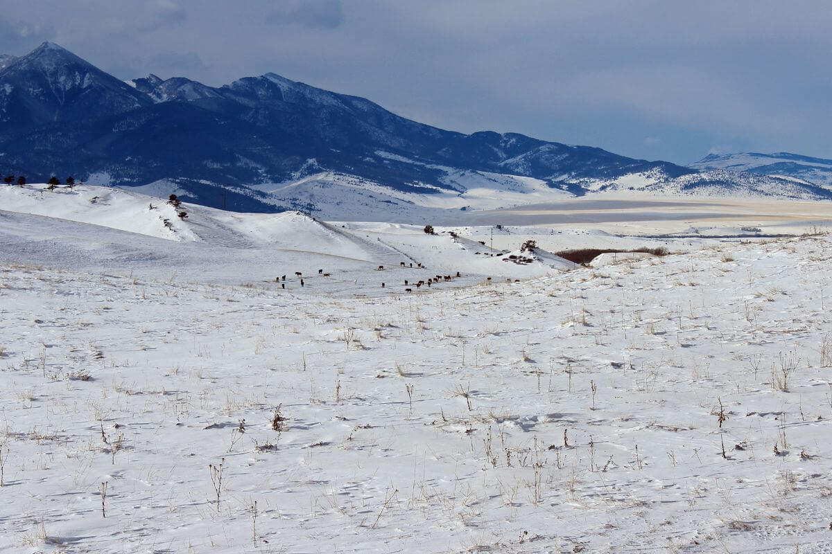 A snow covered field in Montana with mountains in the background.