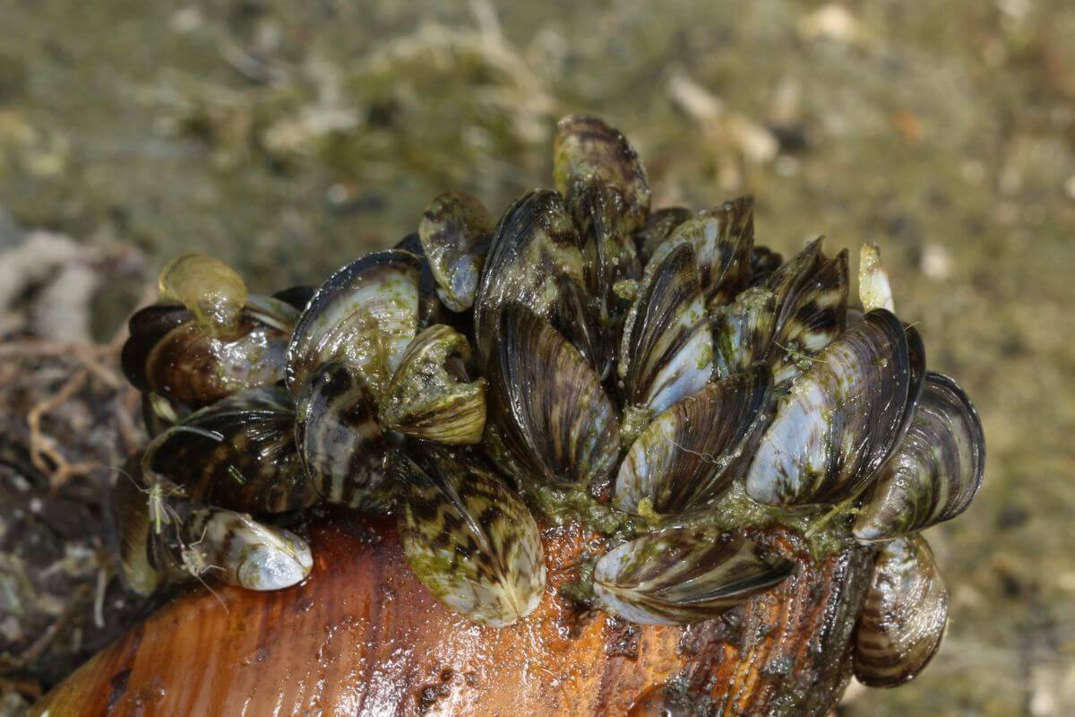 A close-up image of zebra mussels, one of the Montana invasive species, clinging to a submerged brown object in the water.