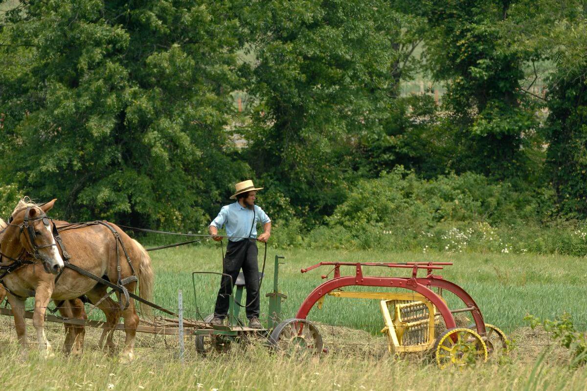A man and a horse plowing in a field in Montana.