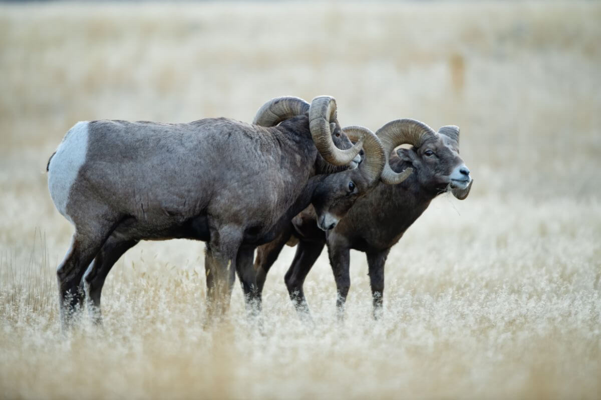 Three bighorn rams playfully butt heads with one another in a show of dominance.