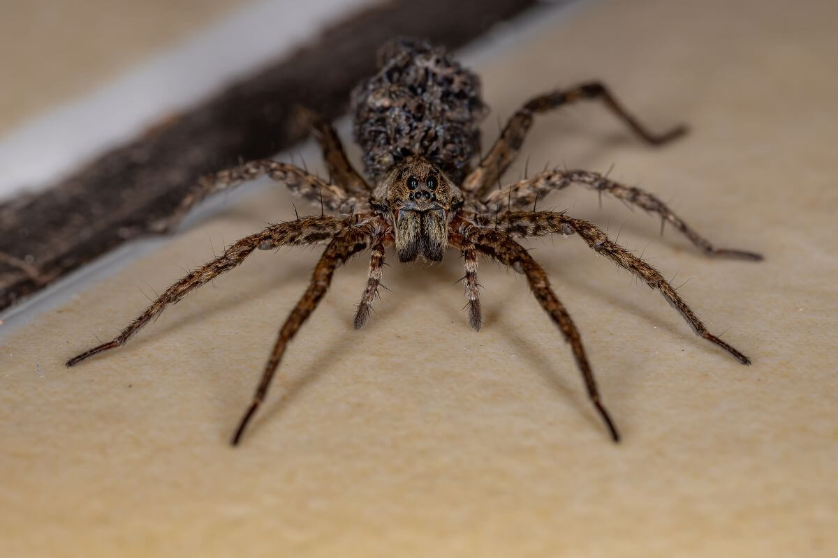 A wolf spider, one of the Montana spiders that don't spin webs, on a beige surface next to a small twig.