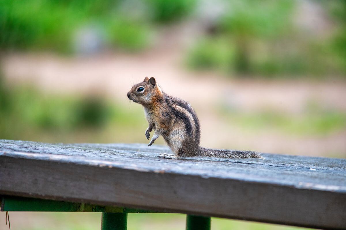 A squirrel positions itself atop a wooden platform, surveying its surroundings for potential dangers.