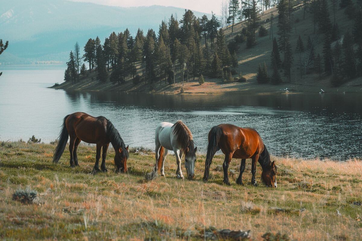 Three horses grazing along the banks of Flathead Lake in Wild Horse Island State Park, Montana.