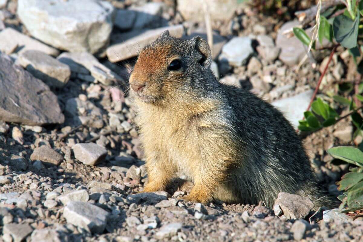 A Columbian ground squirrel with gray and brown fur sits on a rocky surface in Montana.