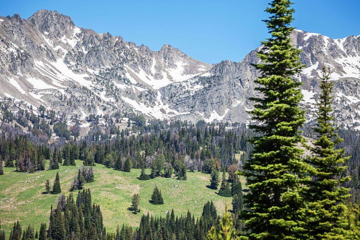 A mountain range with pine trees in the background, perfect for exploring Montana.