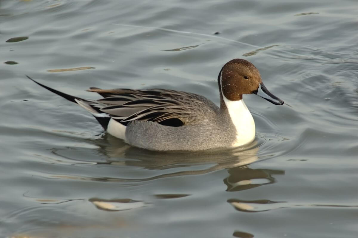 A northern pintail duck with a white and gray body and a long black tail swims on a calm water surface in Montana.