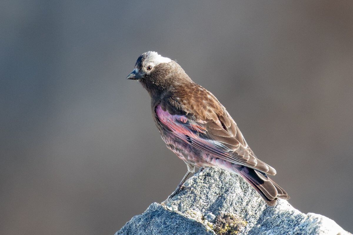 A bird with dark plumage speckled with shades of pink and brown perches atop a stone during Montana birding tours with Red Hill Birding.