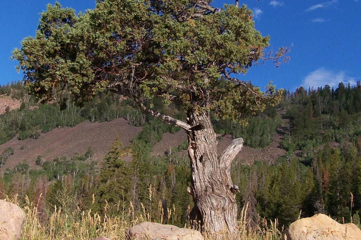 A lone Rocky Mountain Juniper tree stands tall in the middle of a grassy field in Montana.