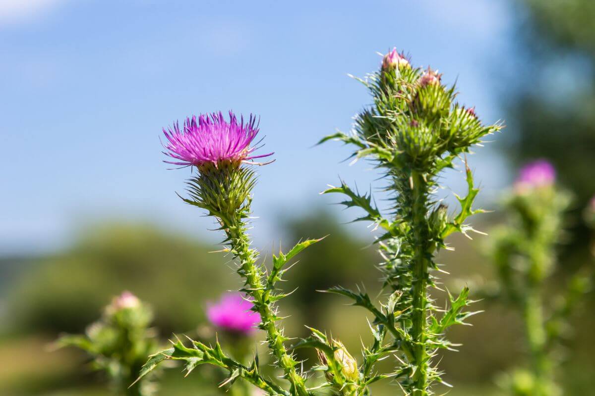 Montana thistle flowers with blue sky in the background.