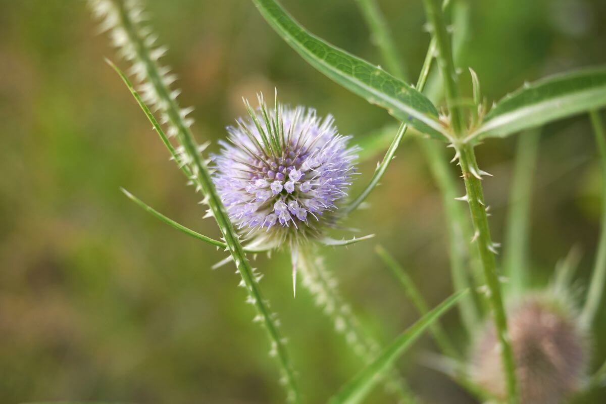 A close-up shot of a Teasel flower in bloom in a Montana field