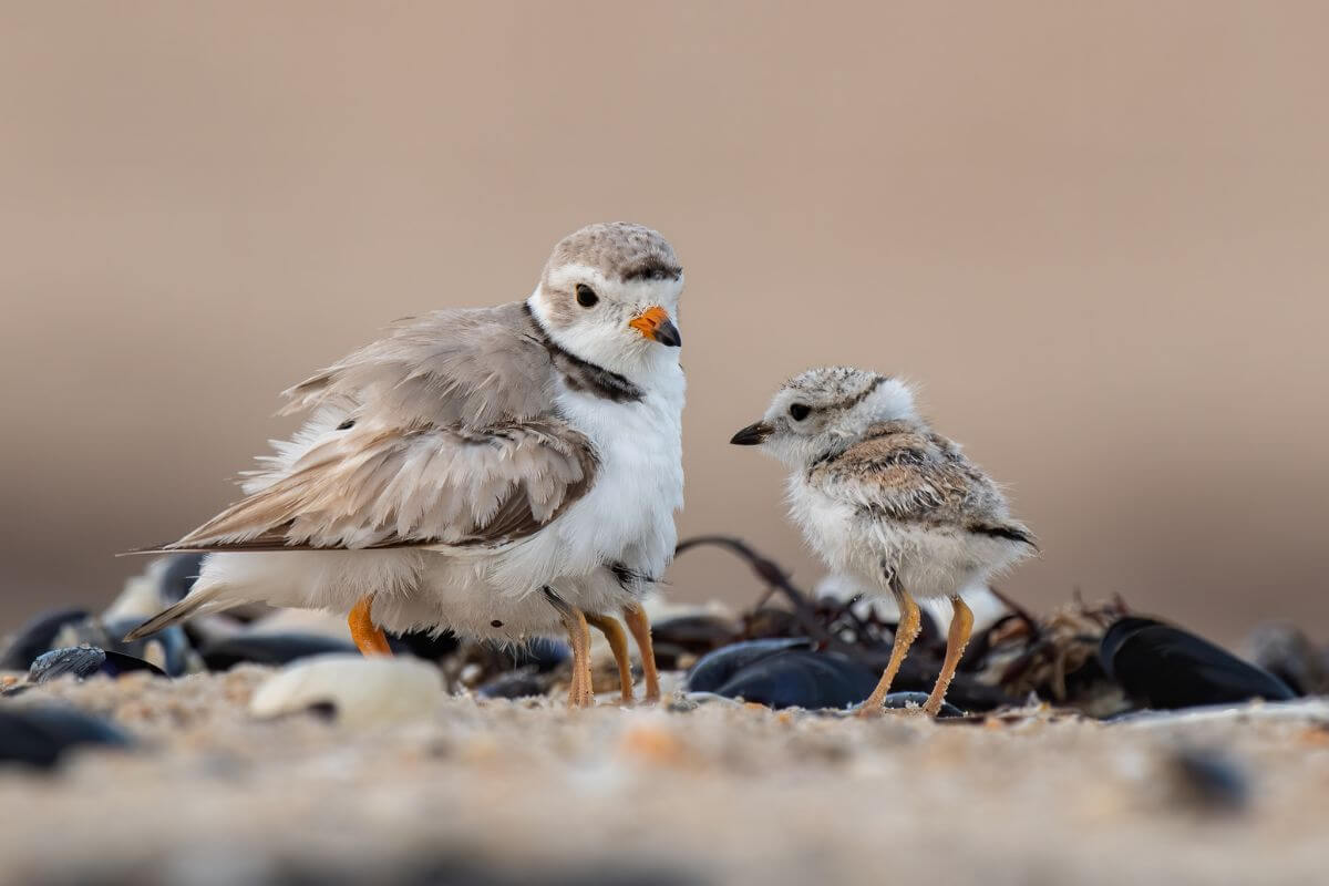 An adult piping plover, a threatened species in Montana, with fluffy feathers stands next to its chick among shells on a sandy beach.