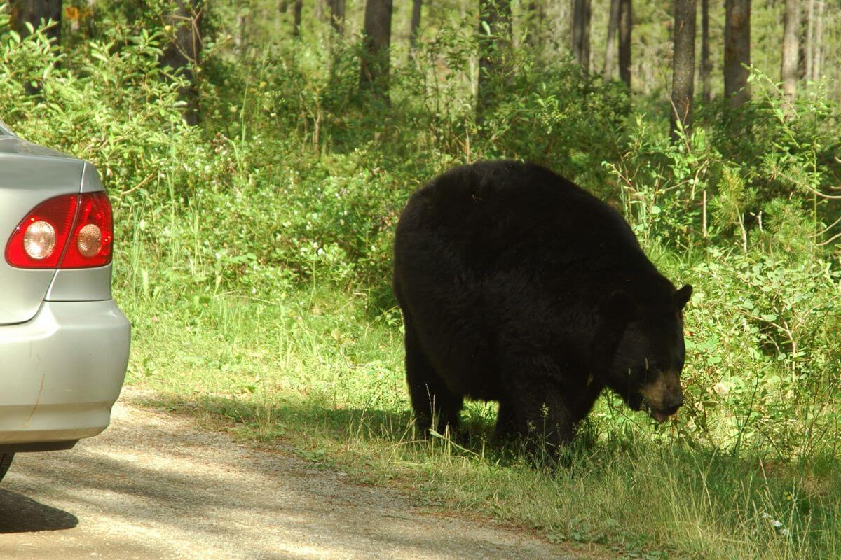 A black bear encounters a parked car while meandering through a forested area beside a gravel road in Montana.