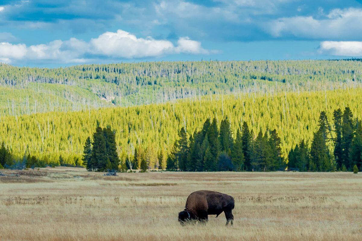 A bison is grazing in a grassy field in Montana.