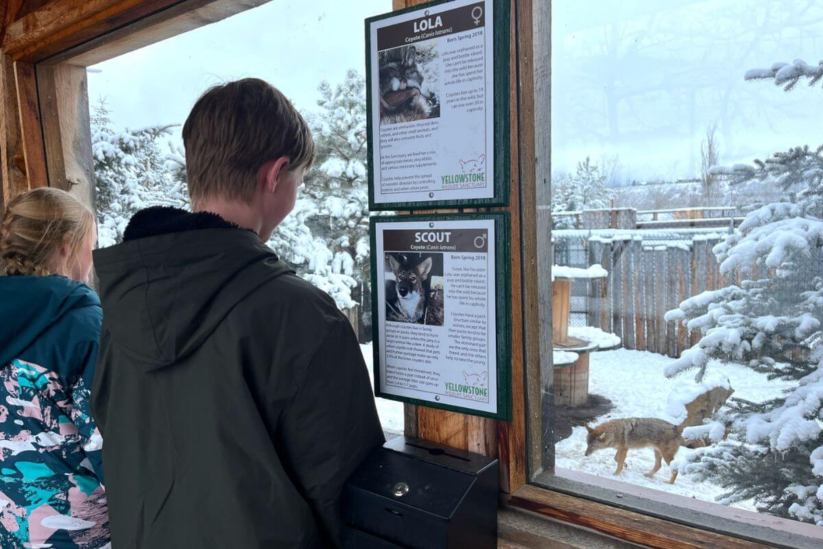Two people looking out a window at a wolf exhibit in Yellowstone Wildlife Sanctuary.