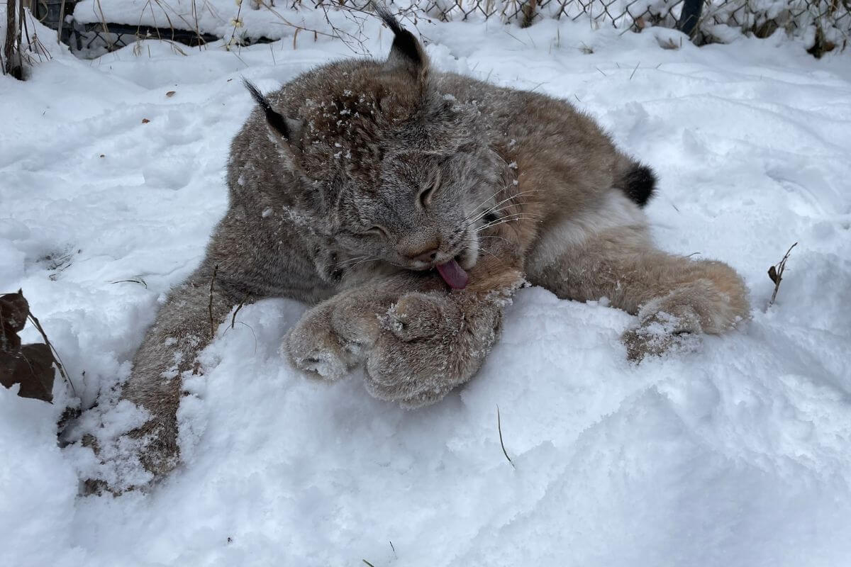 A Canadian Lynx in ZooMontana lies on snowy ground in its enclosure, grooming itself with its tongue out.
