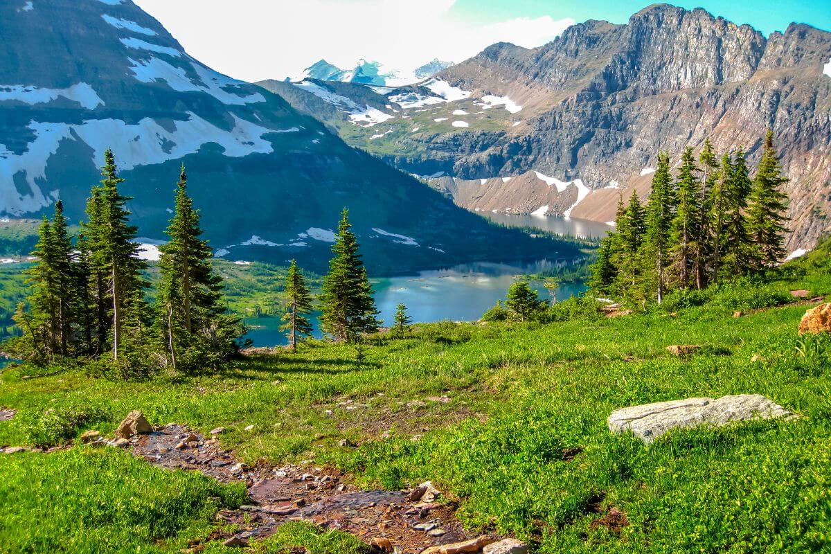 A vibrant landscape at Glacier National Park featuring a lush green meadow, clusters of pine trees, and a small clear stream, one of the best places for horseback riding in Montana.