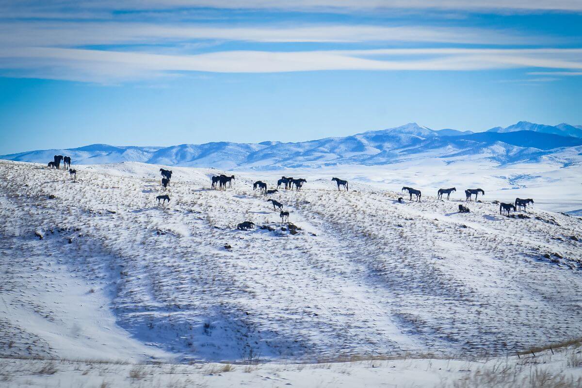 Bleu Horses, a collection of horse sculptures on a snow covered hill in Montana.