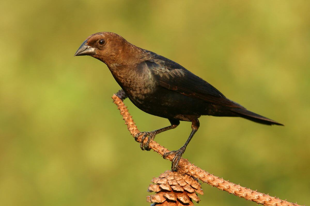 A brown-headed cowbird perched near the tip of a pine branch.