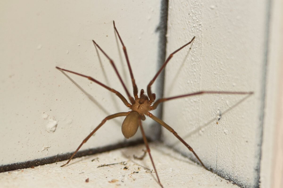 A brown recluse spider with long legs, positioned in the corner of a white wall.
