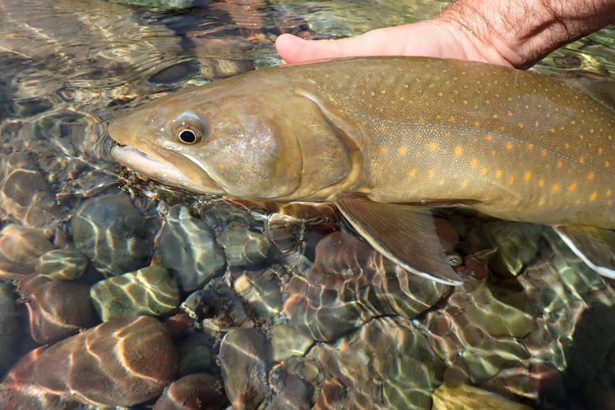 A person's hand gently holding a Bull Trout, a threatened species in Montana, in clear, shallow water.