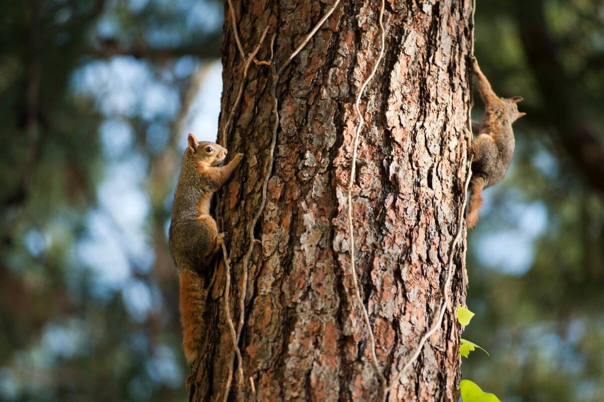 Two Montana tree squirrels are climbing up the trunk of a large tree.