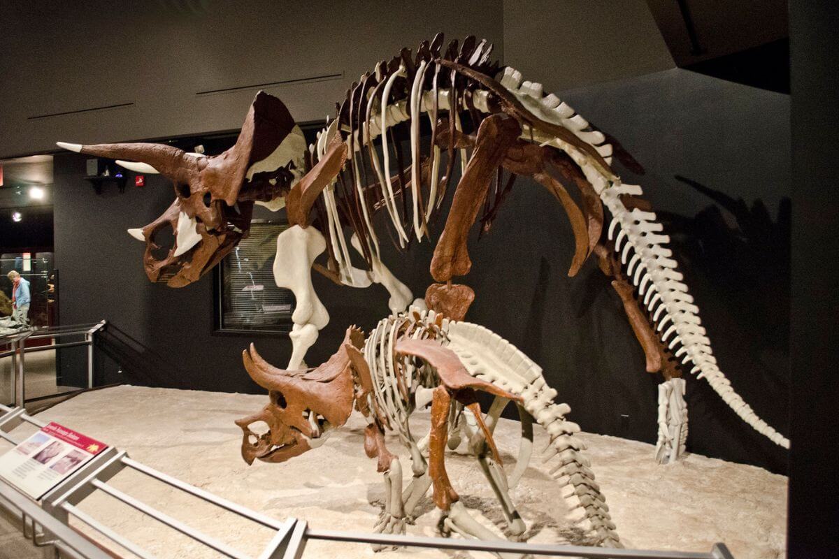 A triceratops skeleton is on display at Museum of the Rockies.