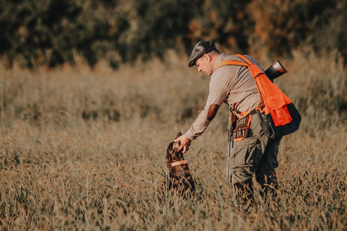 A hunter in a field, following Montana hunting regulations, wears an orange vest and cap while interacting with his hunting dog.





