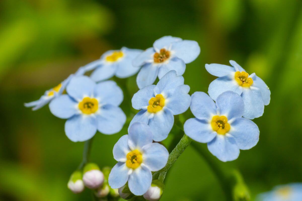 A cluster of forget-me-not flowers in a Montana field up close
