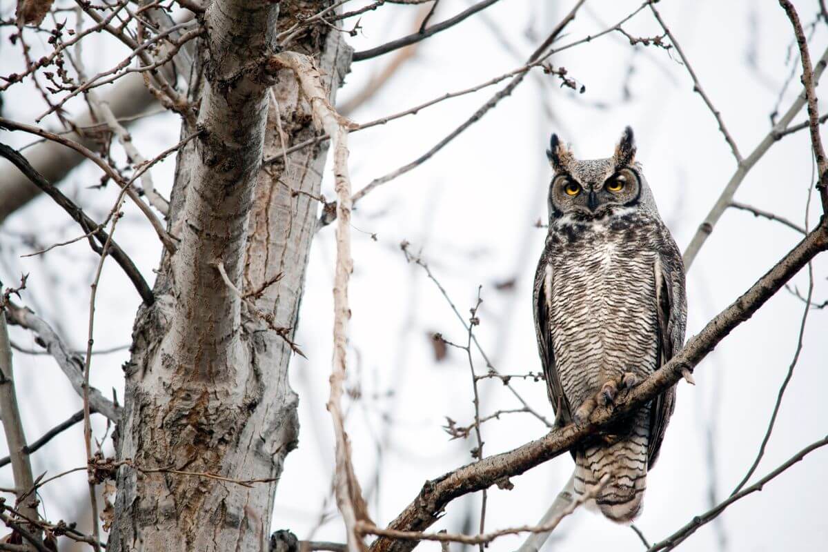 A great horned owl perched on a bare tree branch amid Montana's snowy landscape.