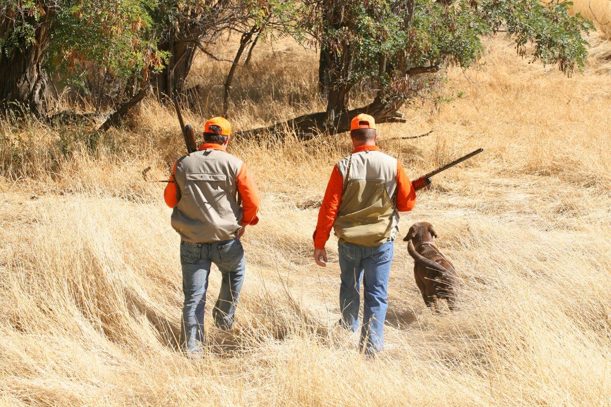 Two men carrying hunting rifles walk across a dry field with their hunting dog as they attempt to find a good hunting spot