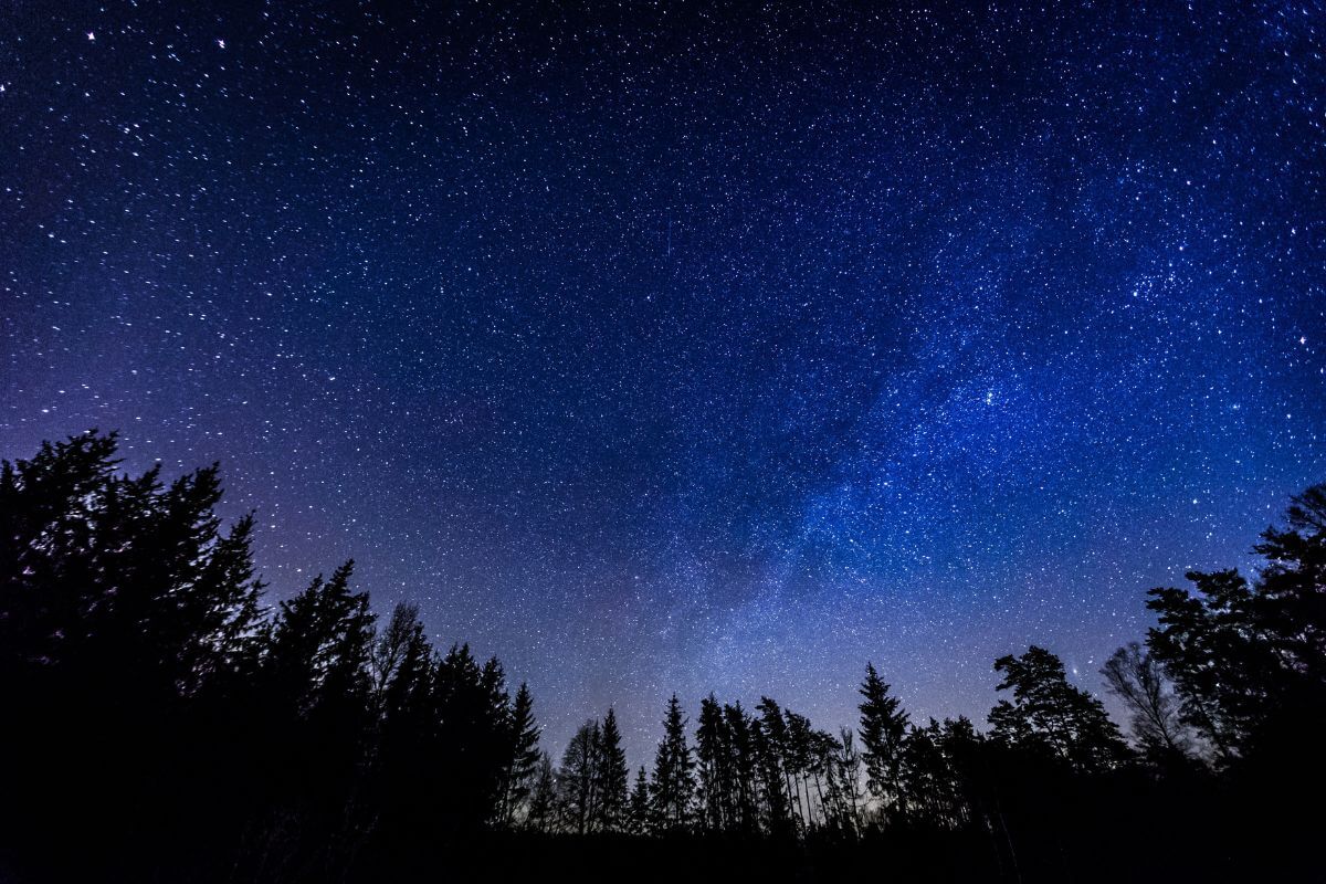 Starry skies above trees in Montana.