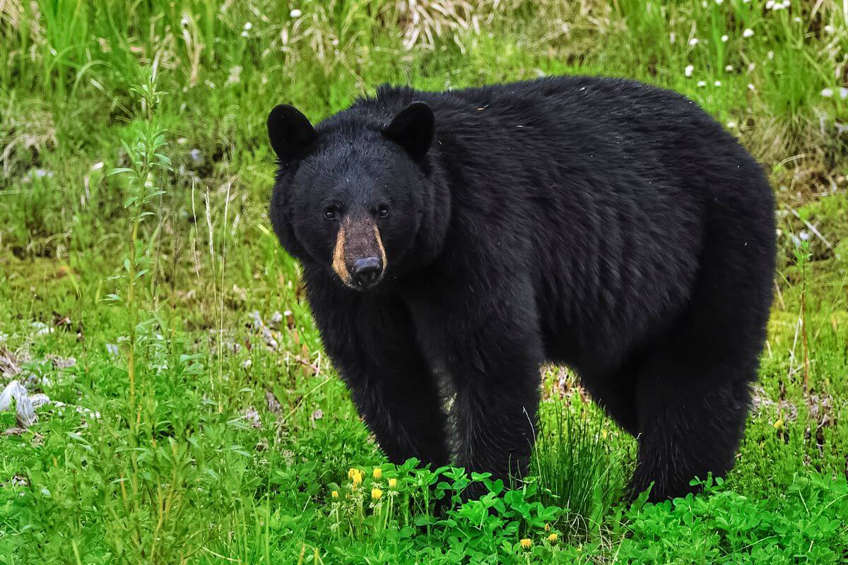 A Montana black bear standing in a grassy field with wildflowers, looking curiously at the camera.