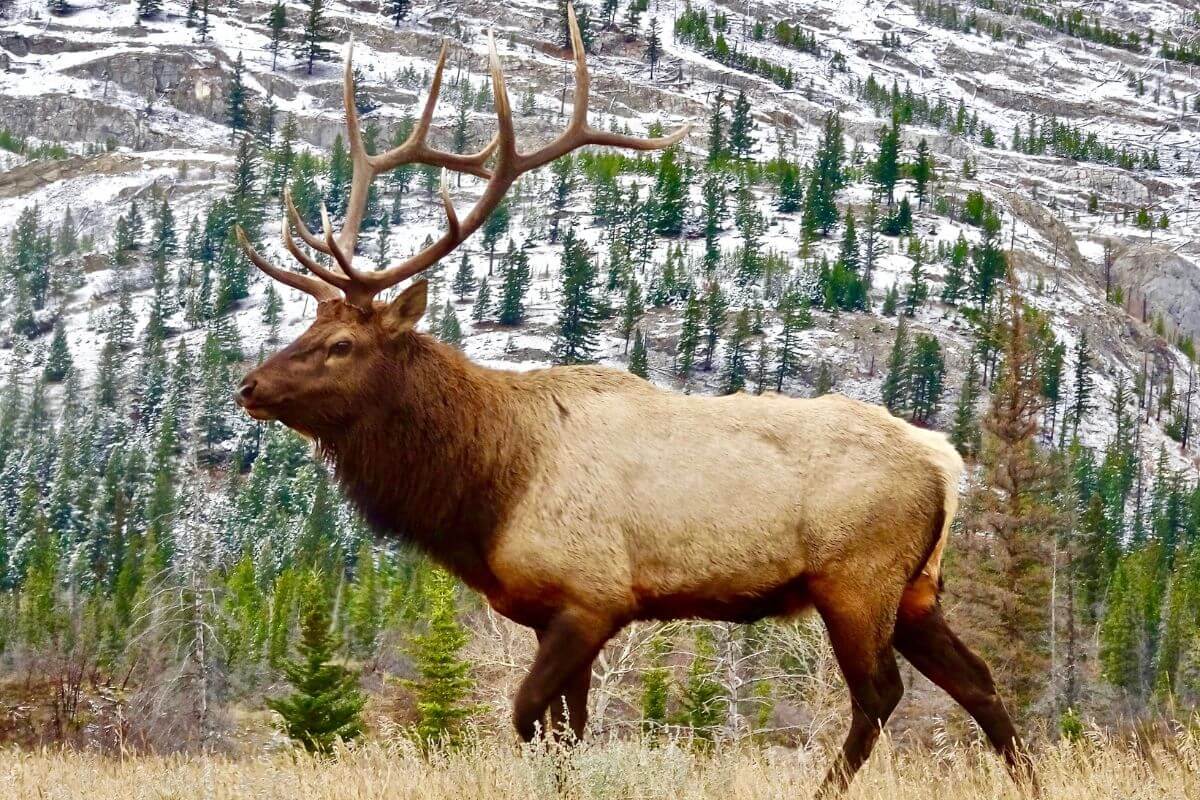 A bull elk, one of the top game species for preference points, is seen walking in front of a mountain landscape.