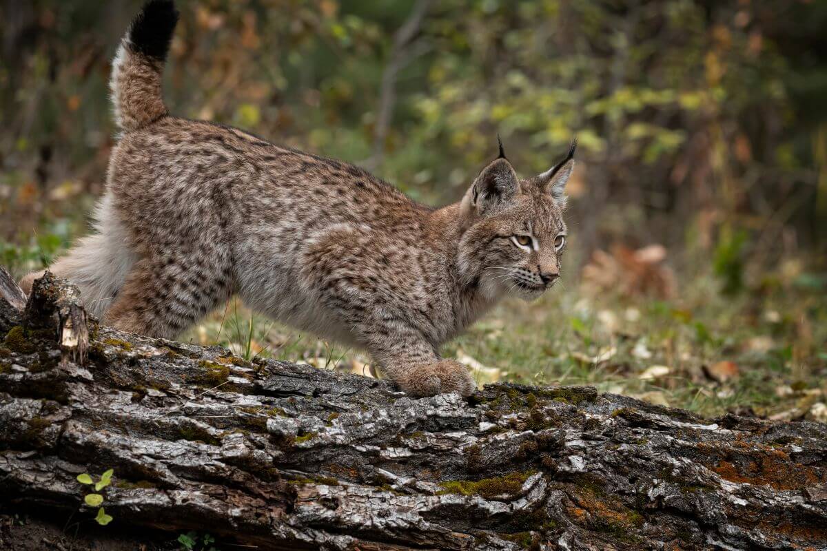 A Montana lynx is crossing over a fallen tree, displaying its spotted fur and tufted ears.