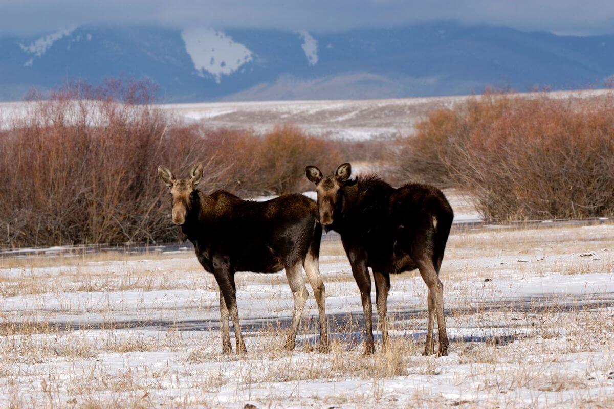 Two moose calves spotted in a snow-covered grassy field during moose hunting season in Montana