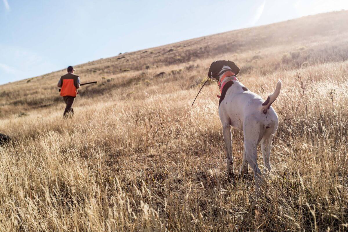 A hunter with his hunting dog pictured on a privately managed land during a guided duck hunting trip with the Montana Upland Outfitters