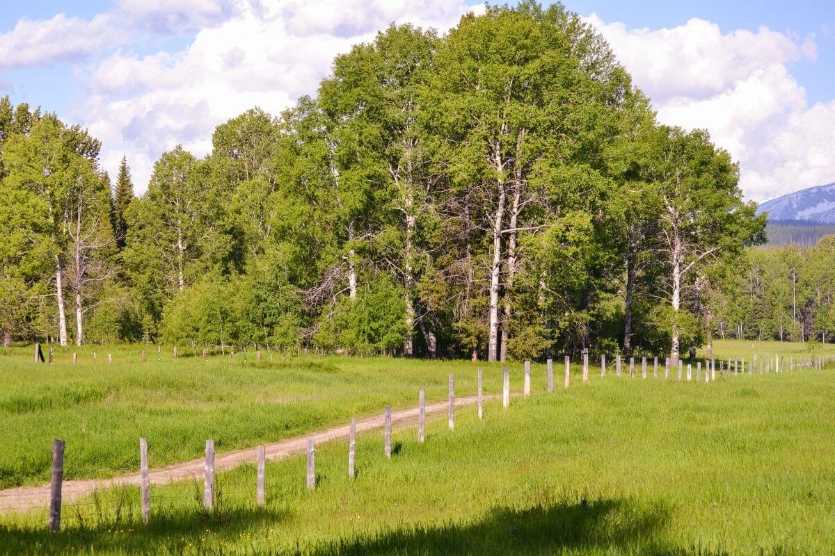 A grassy field and trees in Montana.