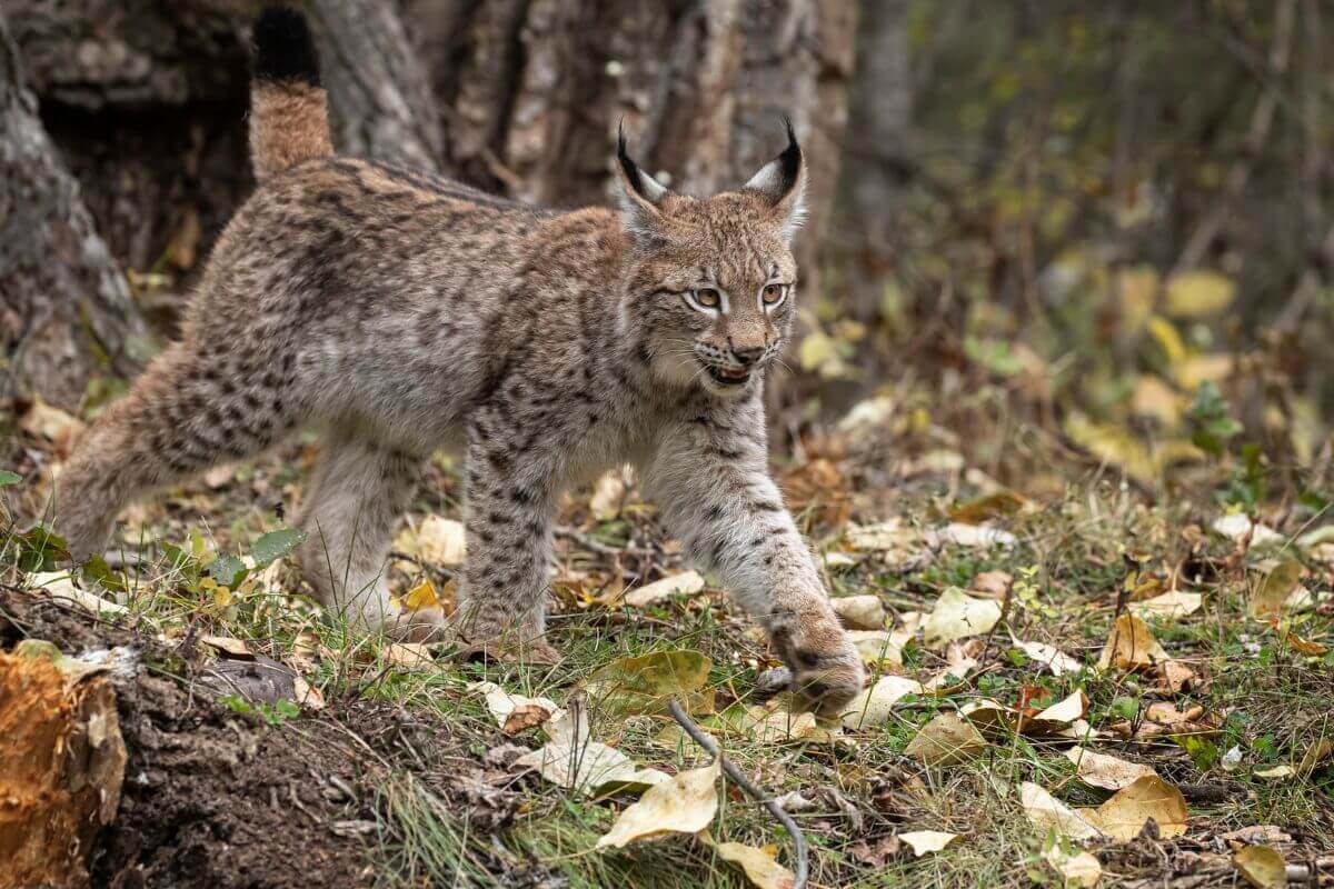 A lynx is walking through the Montana woods.