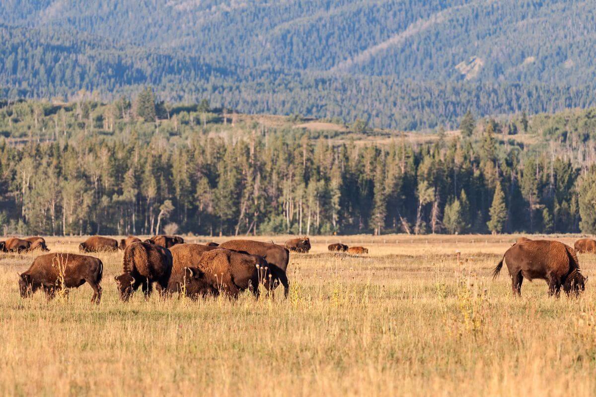 A herd of bison grazing in a field with mountains in the background in the National Bison Range, Montana.
