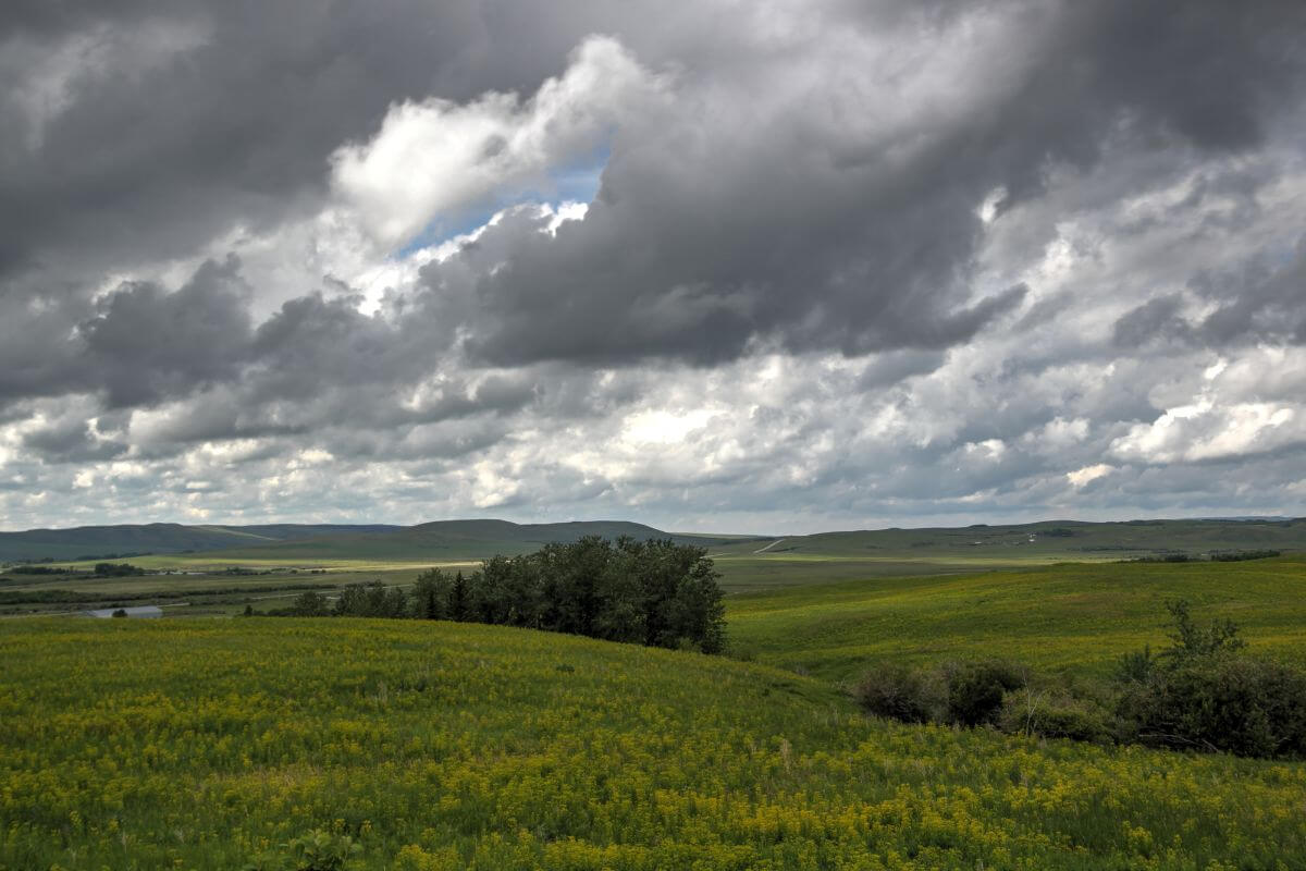 A field under a cloudy sky in Montana