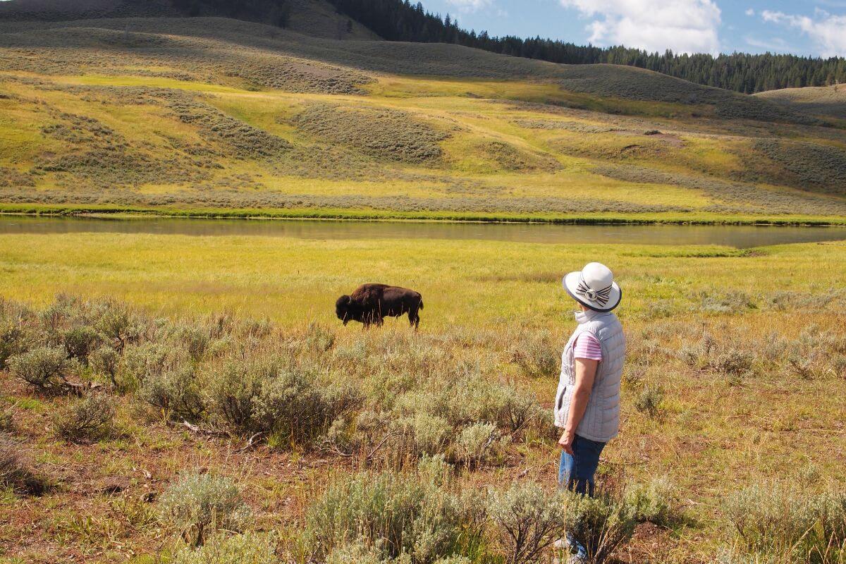 Woman Looking at a Bison in a Field