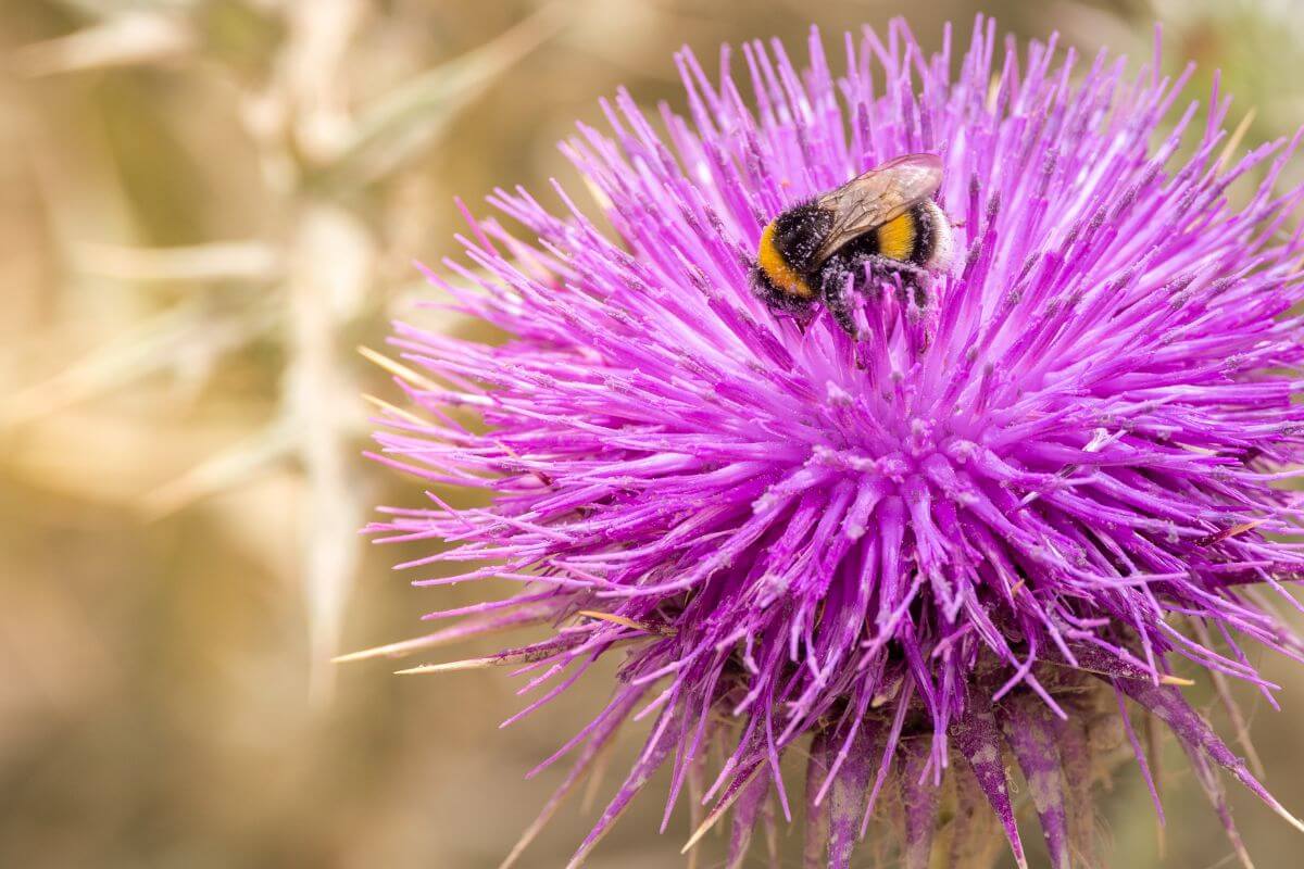 A bee perches on a vibrant pink Montana thistle.